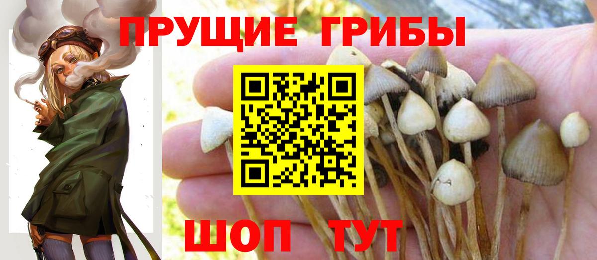 Галлюциногенные грибы GOLDEN TEACHER Дальнегорск